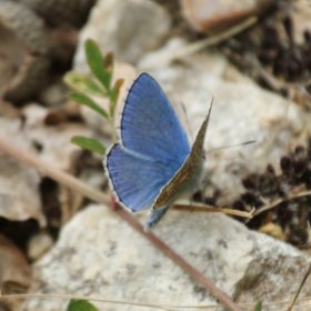 Adonis Blue